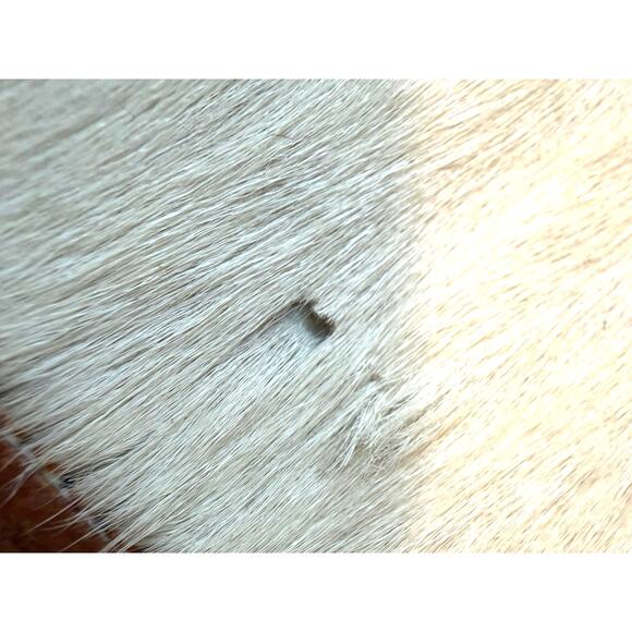 White Hair on Cowhide and Leather Crossbody Bag/Purse - Picture 7 of 14